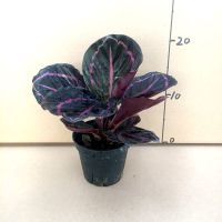 青苹果竹芋盆栽室内客厅桌面绿植吸甲醛净化空气四季常青观叶植物 优选红美丽[小盆]