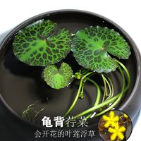 龟背荇菜黄花睡莲鱼缸浮萍水草活体植物浮性净化水质微景观水族草 龟背荇菜一株