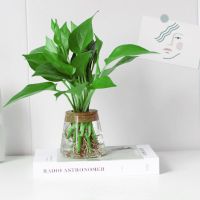水培植物办公室桌面小盆栽室内春羽罗汉松绿萝绿植盆景净化空气 绿萝+纯净杯