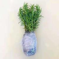 金边吊兰驱蚊薄荷植物室内好养花卉盆栽吸除去甲醛桌面小绿植 1盆太阳花(不含盆)