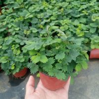 含羞草植物盆栽办公室内阳台绿植一碰就闭合迷你害羞草小盆栽大苗 含羞草1盆[送肥+种子+养护卡]