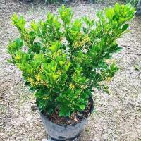 正宗米兰花盆栽室内阳台庭院好养易活四季开花净化空气吸甲醛绿植 原土球发货 试种苗1棵[10-15cm]不包成活