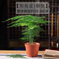 文竹盆栽大型植物室内办公室四季常青吸甲醛客厅桌面小苗绿植好养 小文竹简易盆1颗