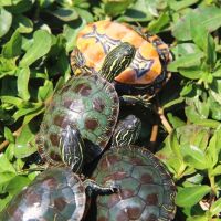 西部锦龟苗 东西锦苗地图欧泽龟火焰龟黄耳小乌龟 错甲2-3cm