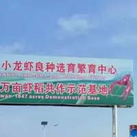 小龙虾苗种虾抱卵青虾活体虾淡水养殖龙虾苗优质苗种培育基地 虾苗客服166*0721*3052