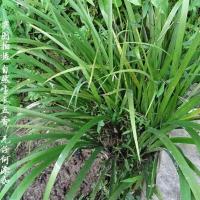 绿植盆栽野生沙姜三奈山奈五香草香料牛瘪香料茴香随手香四季常青 新鲜五香带根带叶5两 走量