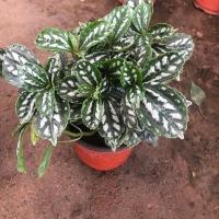 冷水花 厨房植物 冰水花净化空气吸油烟耐阴室内绿植盆栽花卉植物[10月30日发完] 冷水花一颗多头 不含盆