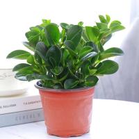 四季常青豆瓣绿吸烟鬼花青叶碧玉室内盆栽水培观叶绿植净化空气 碧玉豆瓣绿一整盆7颗左右 原盆发货