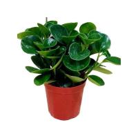 [吸二手烟]绿色豆瓣绿盆栽室内好养客厅吸除甲醛四季常青绿植 精品6颗左右大苗栽好一盆