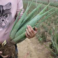 库拉索美容芦荟盆栽植物室内盆景绿植花卉灌肤芦荟苗祛痘除吸甲醛 三斤一棵装送生根粉+肥料