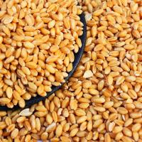 小麦粒2020新小麦小麦种子小麦胚芽磨面小麦麦草种子麦芽糖小麦苗 1斤装