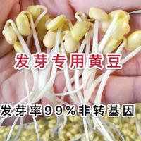发芽专用黄豆东北农家黄豆豆浆豆腐脑豆腐豆芽杂粮批发 1斤发芽专用黄豆