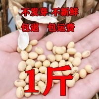 东北农家自产老品种笨黄豆1斤2020年新豆5斤装发芽打豆浆豆浆专用 1斤装(东北农家黄豆)