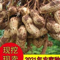 2021山东新鲜现挖带壳新鲜湿花生农家自种新鲜花生带壳生花生水煮 一斤送半斤试吃装