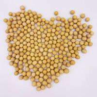 东北笨黄豆3斤散装农家非转基因大豆子豆浆生豆芽中粒批发5斤 精品黄豆3斤装(生豆芽)
