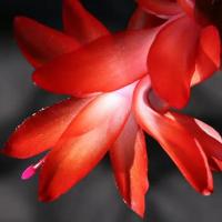 [整盆发]蟹爪兰带花苞花苗盆栽多色室内外阳台多肉花卉绿植四季 中国红(带花苞)经典 原盆原土(一次性黑色软皮)