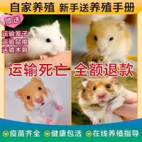 精选仓鼠活体已打疫苗宠物活物笼子一对情侣苍鼠大礼包布丁三线 仓鼠分装盒(无仓鼠) 公