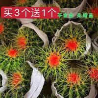 仙人球盆栽开花 室内仿辐射仙人掌盆栽 办公桌 好养组合多肉植物 彩金虎1个[买3送1不含盆]
