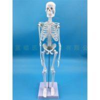 45CM人体骨骼模型 四肢可活动教学模型医学有支架 骨架模型 45CM人体骨骼模型 四