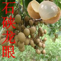 四季龙眼苗嫁接桂圆果树苗南方种植盆栽储良石硖龙眼树苗带土带叶 石硖龙眼树苗[带土带叶]