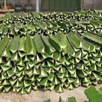 嫁接专用枝条三角柱蟹爪兰猴尾三棱柱 一颗50公分嫁接专用无根