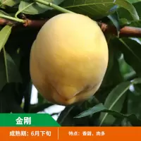 嫁接桃树苗黄桃水蜜桃苗南北方种植地栽盆栽当年结果树苗 金刚 3年苗一棵不送苗