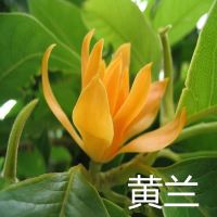 白兰花盆栽花卉嫁接黄桷兰黄角兰茉莉浓香花盆栽室内四季好养绿植 黄兰2年苗
