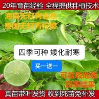 泰国无籽青柠檬果树苗海南青金桔嫁接苗可盆栽地栽耐寒矮化柠檬树 海南青金桔一年苗(没有送)