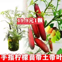 澳洲手指柠檬树苗新品种指橙柠檬苗嫁接果树苗当年结果南北方盆栽 1年苗[高40厘米] 佳丽红手指柠檬[带土带叶]