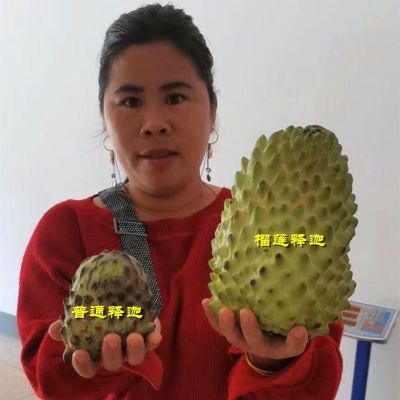 释迦果树苗 台湾番荔枝苗 番鬼荔枝嫁接当年结果南方种植盆栽果树 小释迦果(一年小苗) 正品嫁接苗