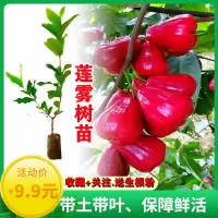 莲雾树苗黑糖芭比莲雾苗当年结果嫁接果树苗南方四季盆栽庭院地载 2年苗[粗0.8x70CM高] 一点红莲雾[带土带叶]