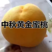 嫁接桃树苗南北方种植特大黄桃苗冬桃毛桃果树苗盆栽地栽当年结果 黄金蜜桃 2年苗(包成活)