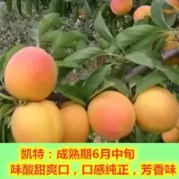 嫁接杏树苗新品种特大巨蜜王杏子苗果树苗当年结果南北方种植杏树 凯特杏 4年当年结果苗一颗装 不送苗
