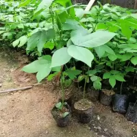 蛇灭门苗、驱蛇防蛇,望江南 野决明 带育苗袋泥土发货 高20厘米左右