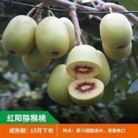 猕猴桃苗嫁接软枣猕猴桃树苗盆栽地栽果树苗当年结果南方北方种植 红阳 公苗一棵[包成活送肥]