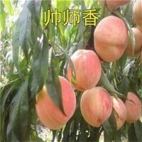 嫁接晚熟桃树苗新品种 帅师香桃苗 糖含量22以上无需套袋果树苗 2年苗1颗 70cm(含)-79cm(含)