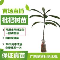 枇杷苗嫁接枇杷树苗大五星枇杷果树苗南方北方种植盆栽地栽果树苗 大五星枇杷[2年苗 带泥球发货] 40cm(含)-50cm