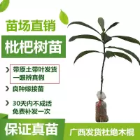 枇杷苗嫁接枇杷树苗大五星枇杷果树苗南方北方种植盆栽地栽果树苗 大五星枇杷[2年苗 带泥球发货] 40cm(含)-50cm
