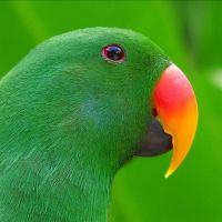 [地板去污]地板清洁片瓷板木地板去污多效清洁清香地板清洁片 /就送丷./ nn买1片送1片/.衤