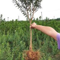 石榴树苗突尼斯软籽庭院果树盆栽地栽当年结果南北方甜特大石榴苗 其他品种留言备注 6年苗(带土球带叶发货)