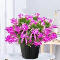 [精品原土原盆带花苞]蟹爪兰盆栽四季花苗多色植物室内花卉好养 大红大紫[带花苞]26-32颗 花苞[40-50个]原土原