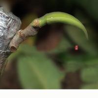 盆景工具嫁接膜果树缠绕膜嫁接专用薄膜自粘嫁接透明包装膜 3cm宽度[1卷]