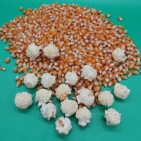 球形玉米粒爆米花专用玉米球形圆形玉米粒爆米花 家用商用玉米粒 球形1斤