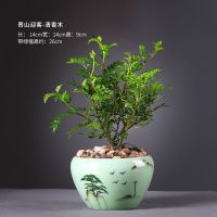 清香木驱蚊绿植蓬莱松盆栽懒人盆自动吸水办公室内净化空气防辐射 青山迎客-清香木