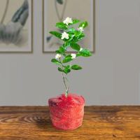 茉莉花盆栽带花苞室内芳香四季开花植物净化空气花卉驱蚊老桩植物 茉莉一颗