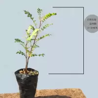 驱蚊驱虫绿植云南清香木盆栽室内外四季常青净化空气盆景驱蚊 15-20厘米1盆2颗(1年)