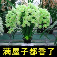 [浓香型]特价兰花苗 四季开花 包养活花卉室内绿植盆栽耐寒耐热 超香玉如意 1苗[根少不易活]
