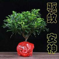清香木盆栽清香驱蚊室内外阳台客厅四季常青老桩木本植物盆栽花卉 清香木 5年苗 (不含盆)