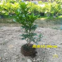 米兰花米兰盆栽米兰花苗花卉绿植室内客厅芳香浓郁四季常青驱蚊 2年苗(1棵)