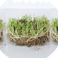 铜钱草招财办公室桌面盆栽金钱草花卉室内水培植物净化吸甲醛绿植 铜钱草50根芽+肥[不带叶]